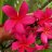 Anna_Lee